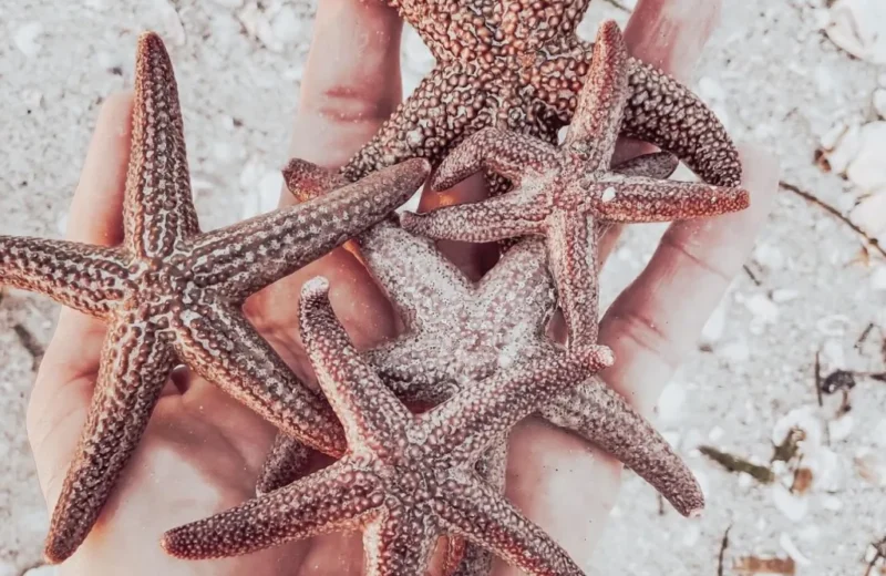 O legado das sereias