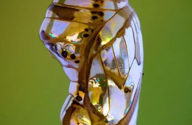 Metamorfose